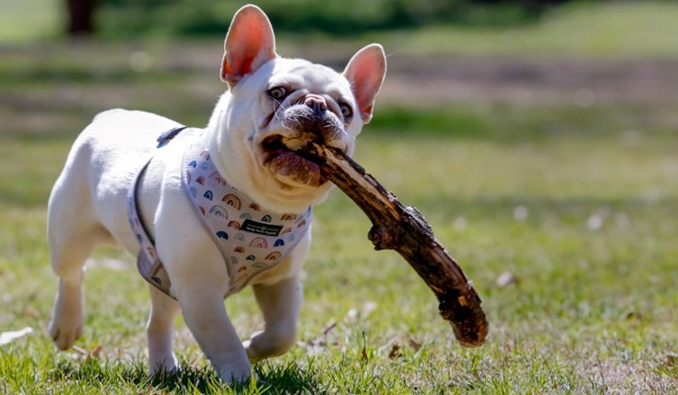 Francuski buldog: Sve što trebate znati o jednoj od najpopularnijih pasmina