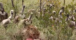 Gepard ulovio impalu pa ga otjerali lešinari, ali uskoro su i oni bježali u panici