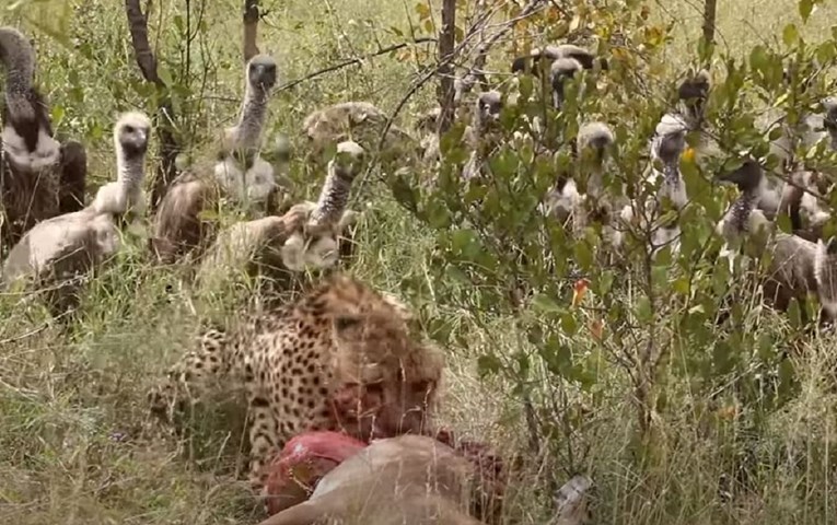 Gepard ulovio impalu pa ga otjerali lešinari, ali uskoro su i oni bježali u panici