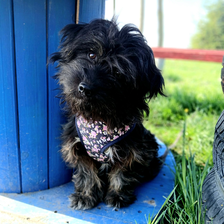 Napuštena kujica Saška pronađena u Osijeku traži novi dom