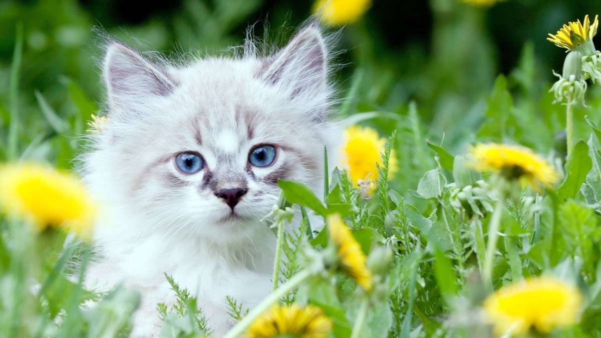 VIDEO Ima li što slađe od "fluffy" maca?