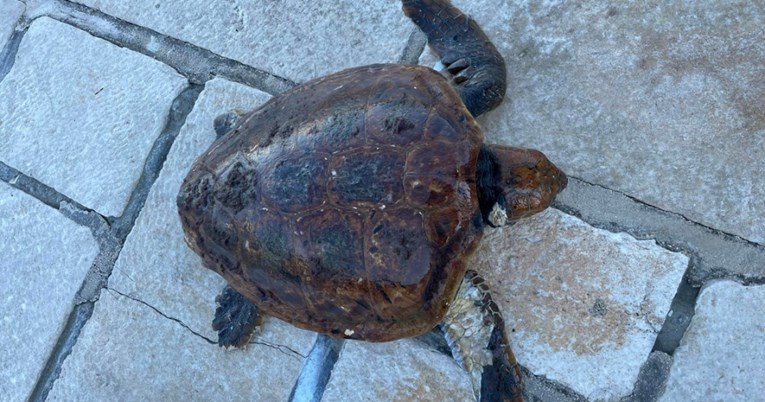 Djeca na Visu pomogla spasiti ozlijeđenu morsku kornjaču, već su je kljucali galebovi