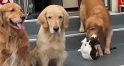VIDEO Pogledajte kako je pas natjerao macu da se fotkaju zajedno