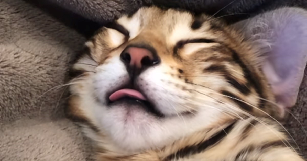 Vlasnik pronašao mačka kako spava na leđima i hrče, simpatičan video će vas nasmijati