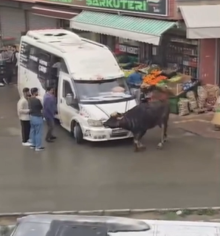 VIDEO Odbjegli bivol napao ljude u Turskoj