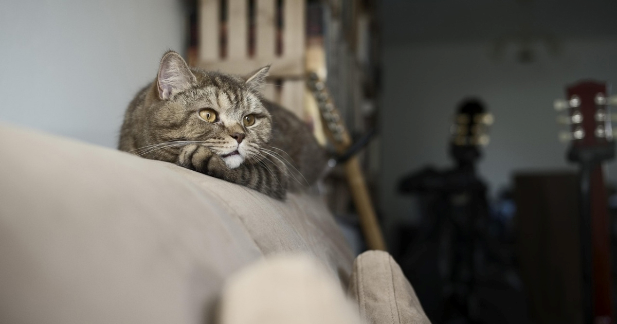 Koliko dugo mačka smije ostati sama kod kuće?