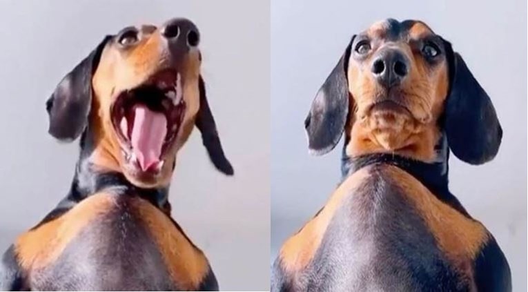 Probudio se i ugledao psa kako stoji nad njim, internet se šali da se pas htio potući