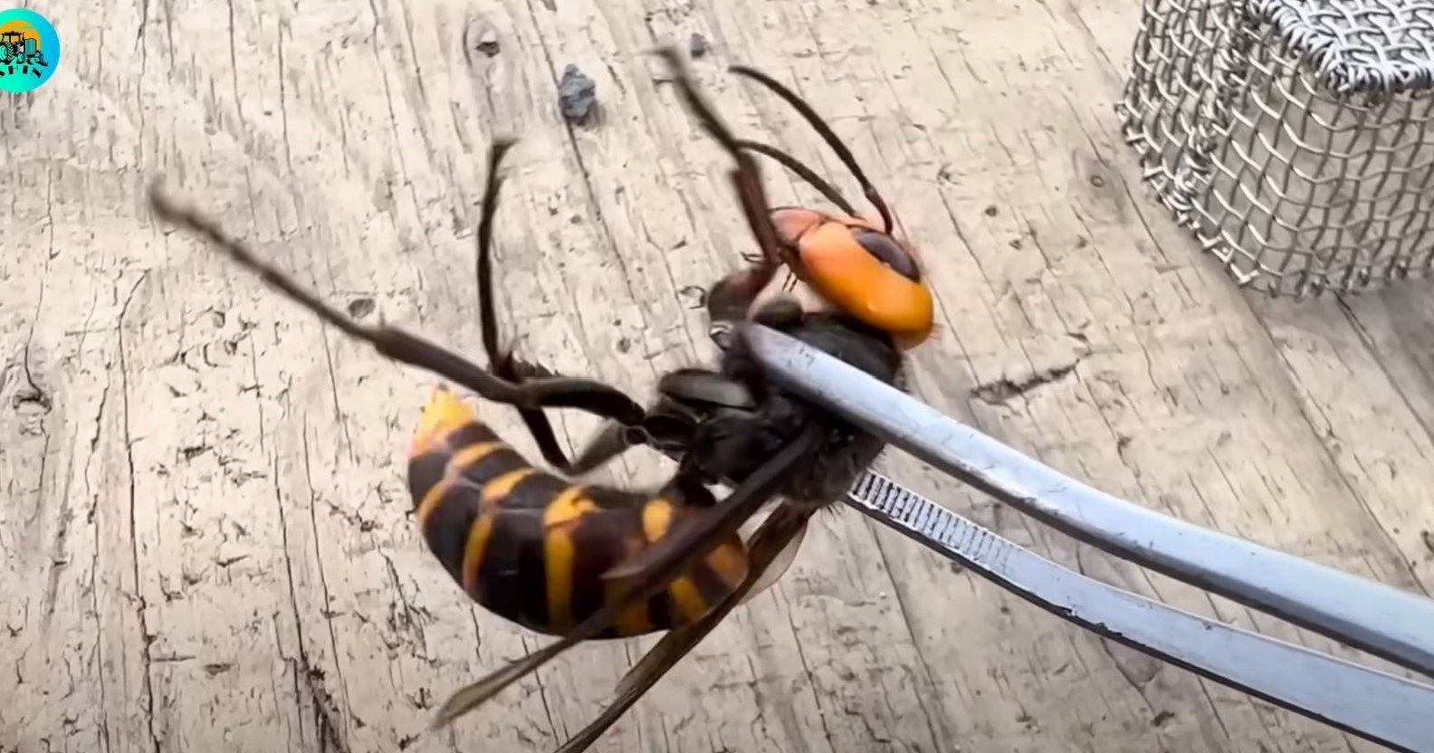 Jedinstveno zujanje azijskog stršljena moglo bi pomoći suzbijanju te invazivne vrste