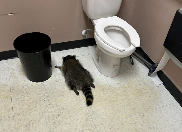 FOTO Rakun provalio u dućan s alkoholom u SAD-u, napio se i onesvijestio u WC-u