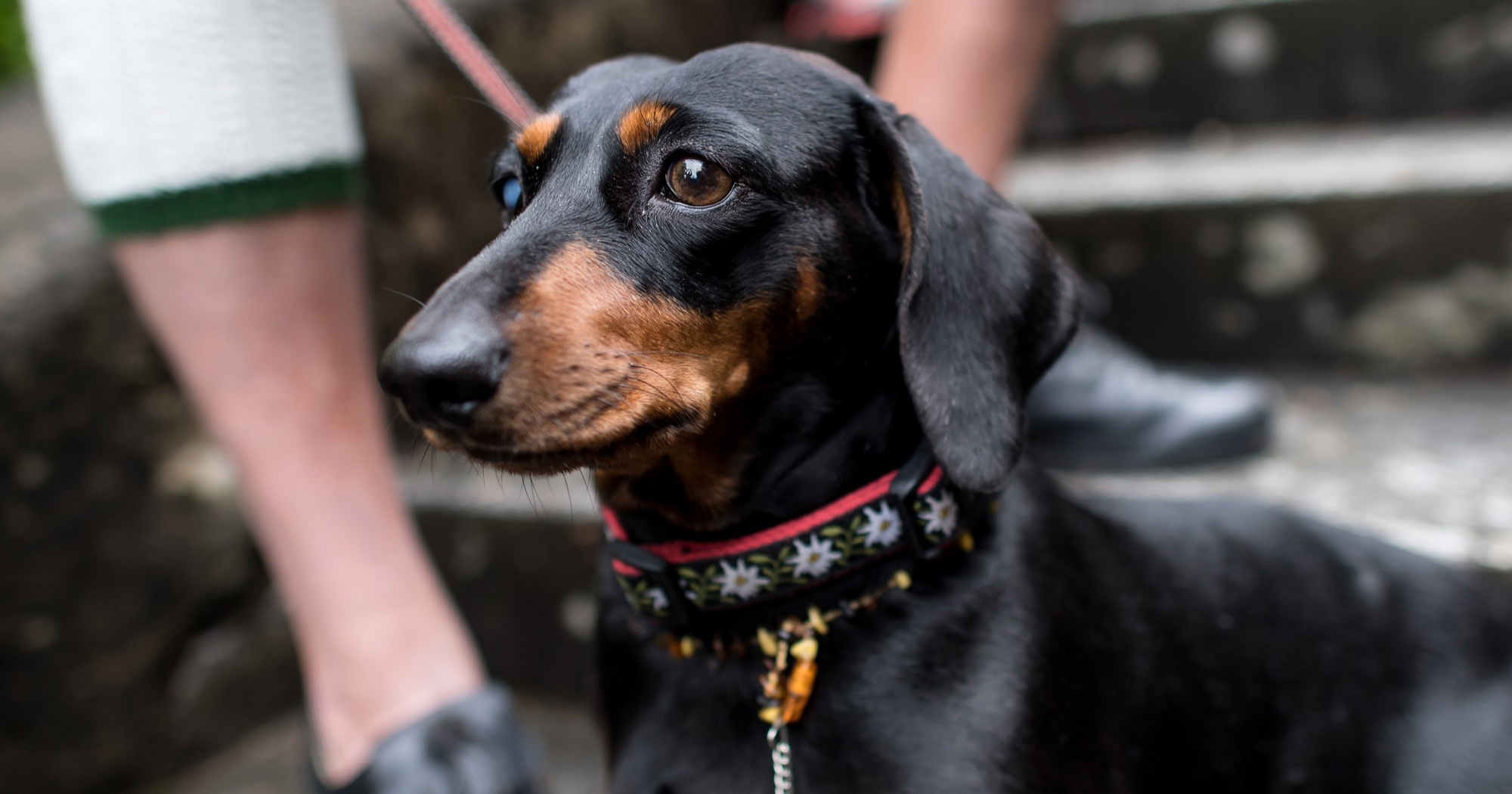 Koja je najbolja pasmina za život u stanu?
