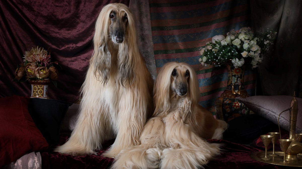 Elegantni, vitki i inteligentni lovački psi samo za posebne ljude