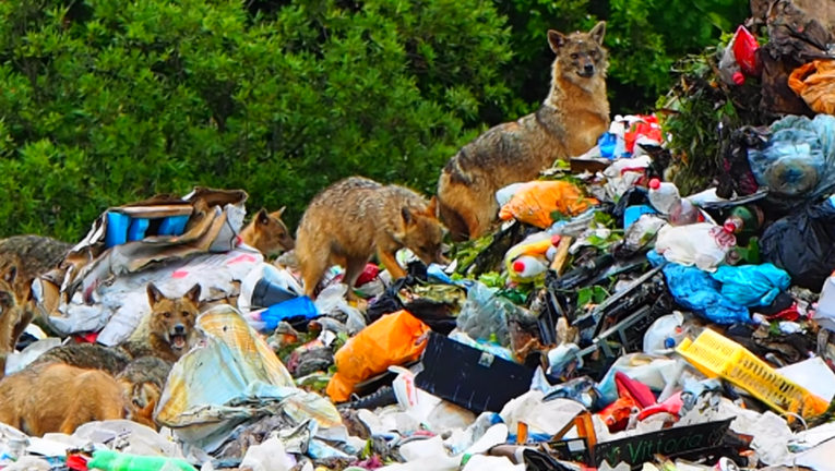 VIDEO Na smetlištu na Pelješcu snimljen čopor čagljeva