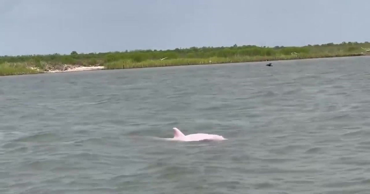 Ribar snimio rijetkog ružičastog dupina: "Osjećam se kao da sam vidio Bigfoota"