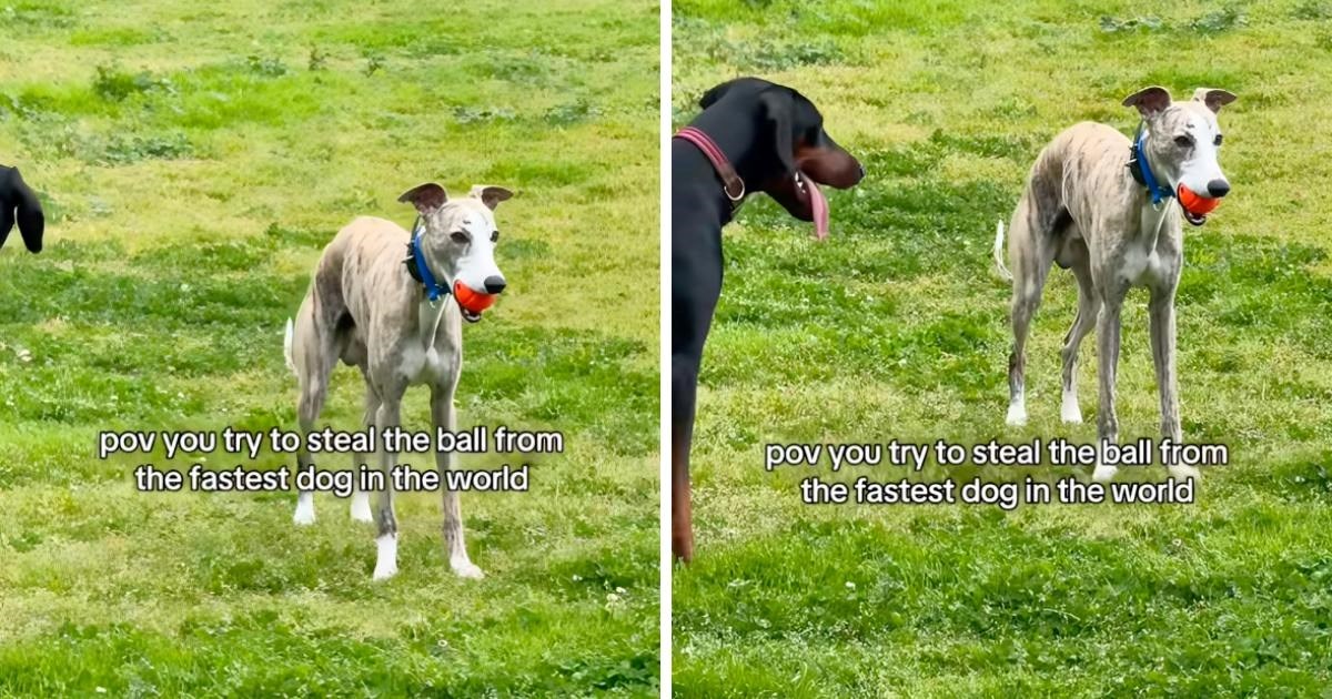 Tri psa su malog engleskog hrta pokušala uloviti da mu uzmu loptu. Nijedan nije uspio