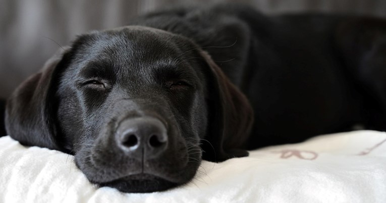 Pas koji najbolje prepoznaje emocije: Ova pasmina osjeća kad ste tužni