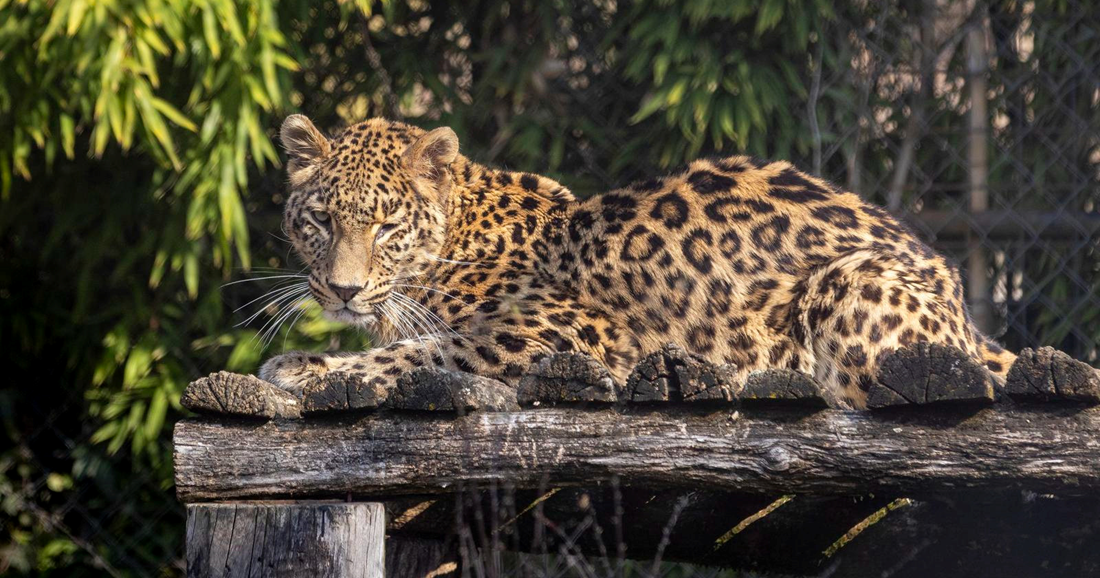 FOTO Velike mačke uživale na suncu u osječkom ZOO vrtu