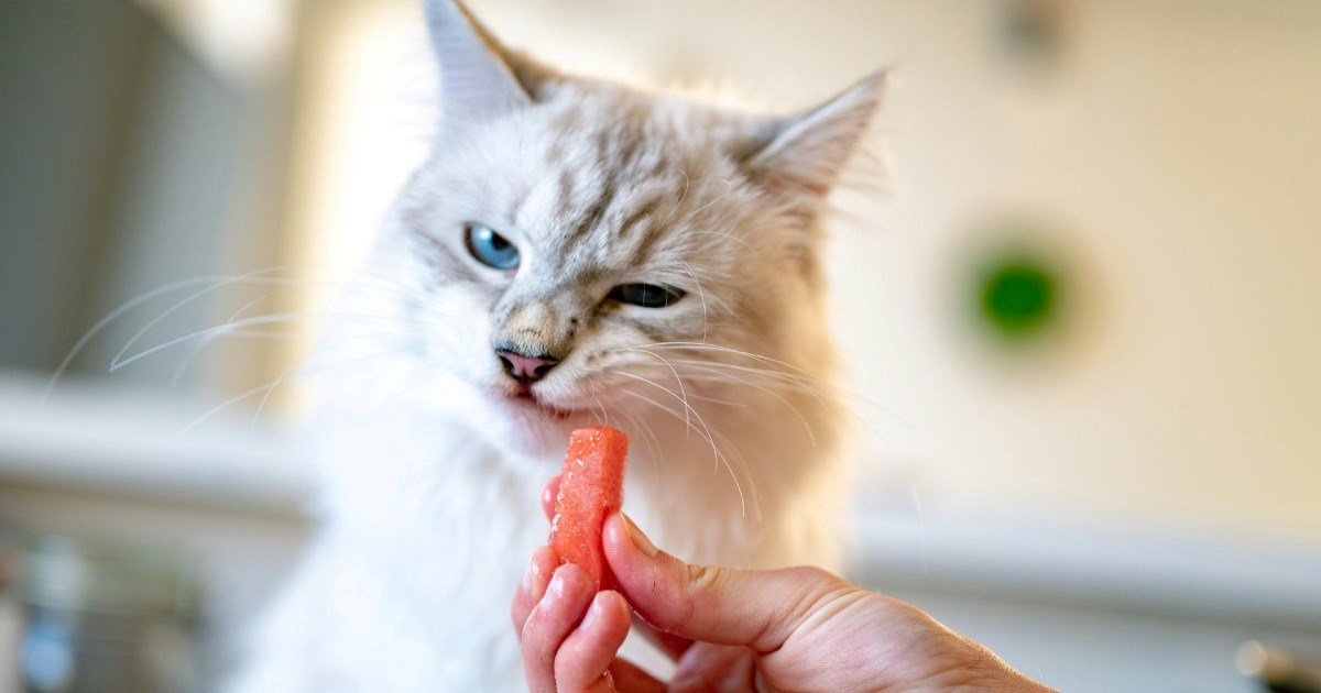 Koje voće mačke smiju jesti? Izdvajamo popis sigurnih i opasnih plodova
