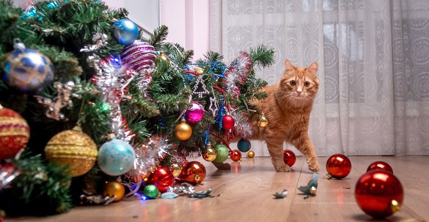 Pametni trik natjerat će vašu mačku da se drži podalje od božićnog drvca