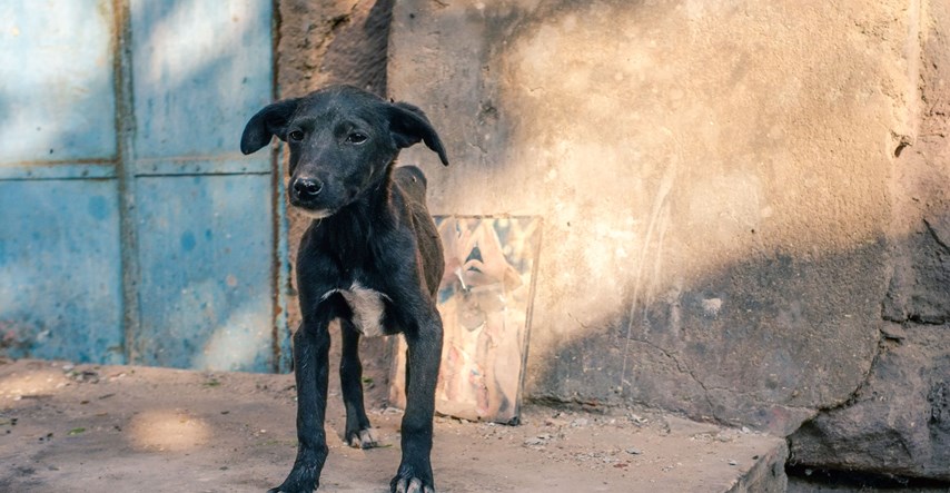 U Hrvatskoj oko 10.000 napuštenih životinja čeka dom, vi im možete pomoći