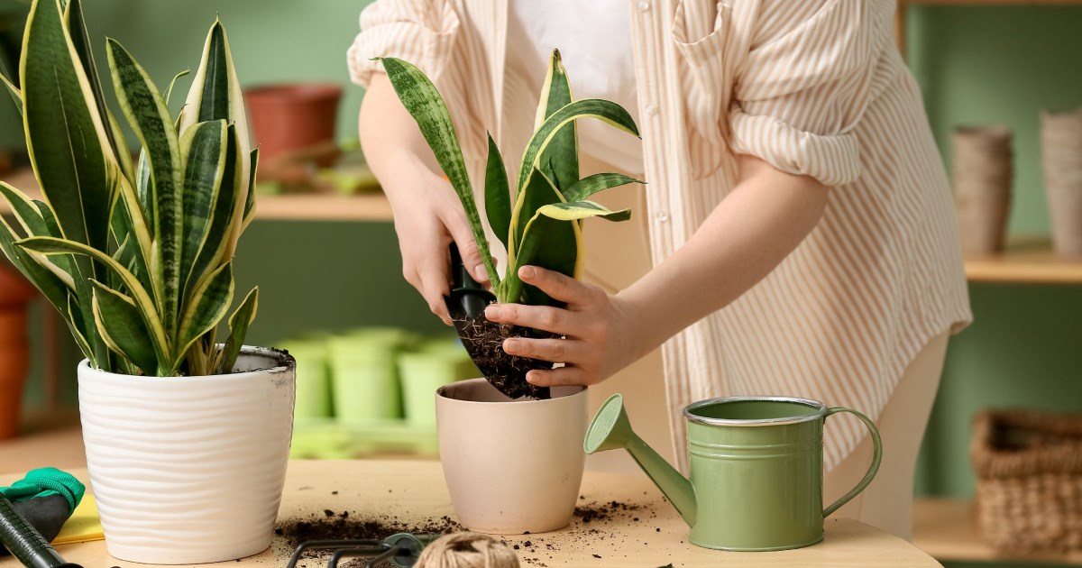 Sobna biljka koja smanjuje prašinu i traži minimalnu brigu
