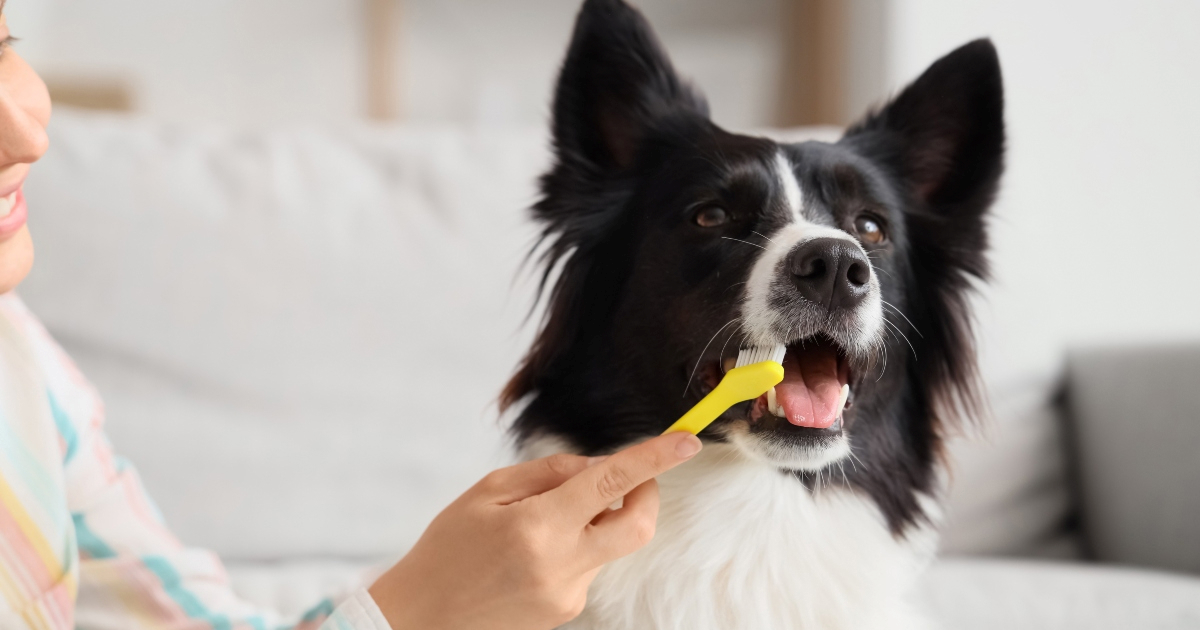 Jednostavna dentalna rutina može spasiti život vašeg psa