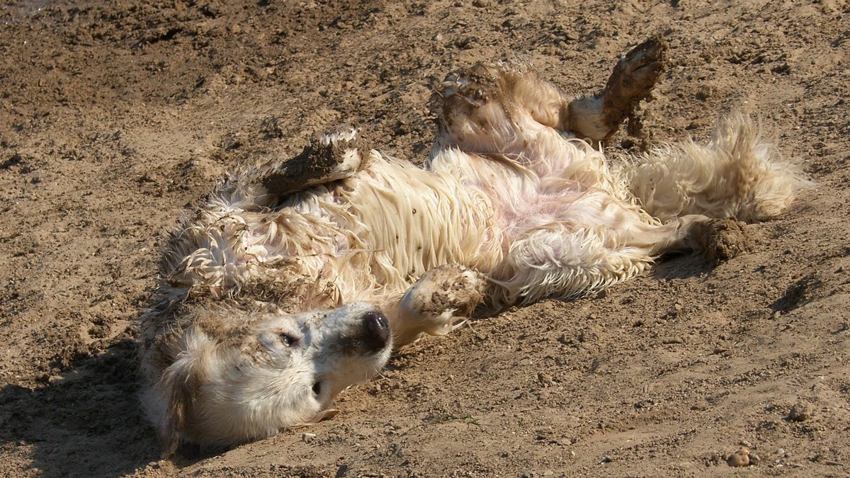 I dalje ne postoji objašnjenje zašto psi ovo rade, no nama su zabavni