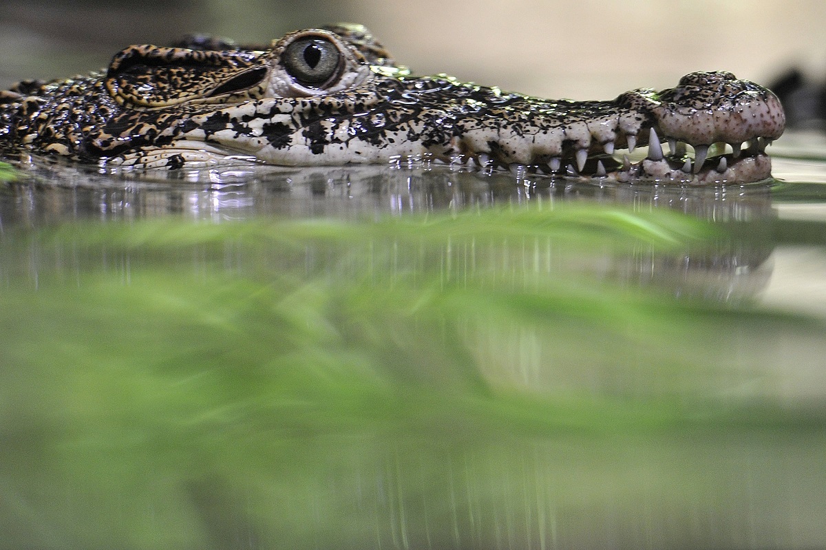 Krokodil Fidela Castra ugrizao muškarca