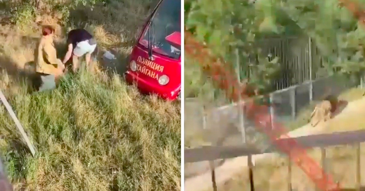Lav izgrizao Rusa koji se proslavio krađom ukrajinskog rakuna