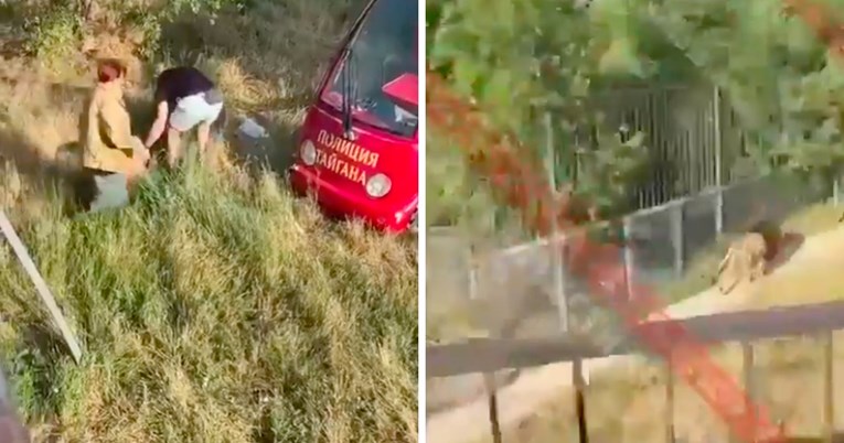 Lav izgrizao Rusa koji se proslavio krađom ukrajinskog rakuna