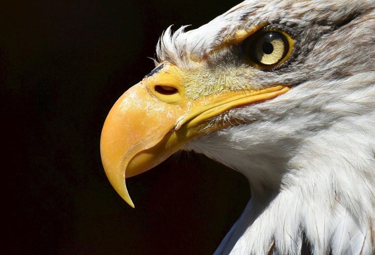 Bjeloglavi orlovi umiru u alarmantnom broju uslijed trovanja olovom.