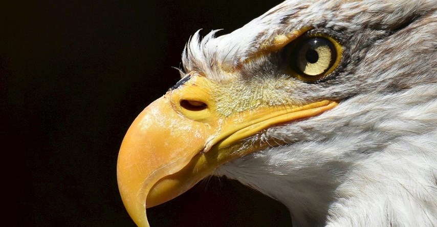 Bjeloglavi orlovi umiru u alarmantnom broju uslijed trovanja olovom