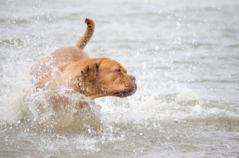 Pas je uginuo nakon kupanja u moru. Evo kako je došlo do toga i kako to izbjeći