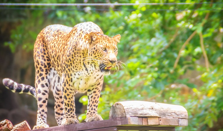 Leopard ubio indijskog budista dok je meditirao u šumi