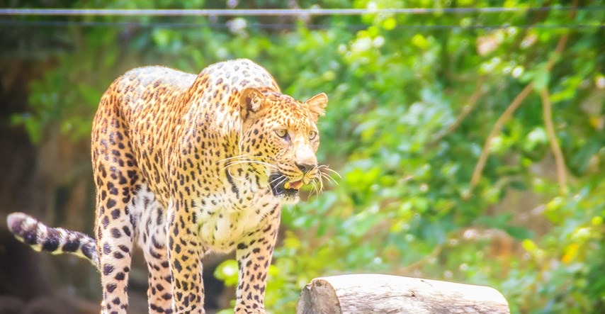 Leopard ubio indijskog budista dok je meditirao u šumi