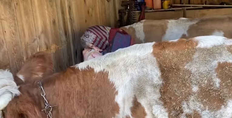 "Ne zovu se uzalud blago": Snimka bake iz Banije s njenim kravama rasplakala ljude