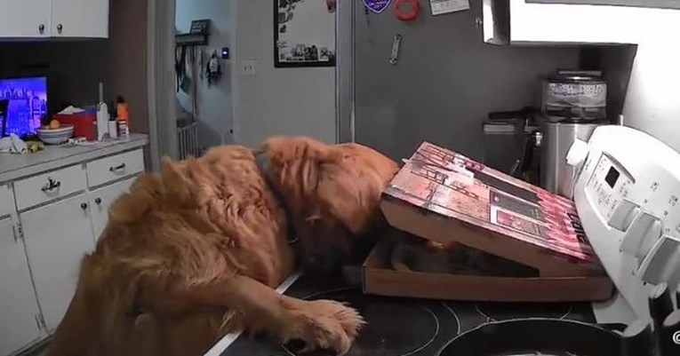 Kamera snimila psa u urnebesnom pokušaju da pojede pizzu dok nitko ne gleda