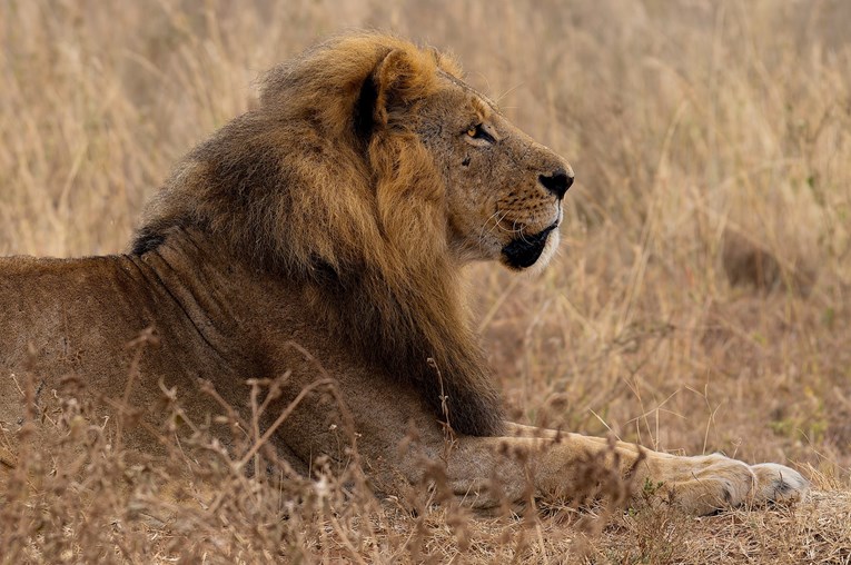 Djevojčicu (14) ubio lav u Keniji