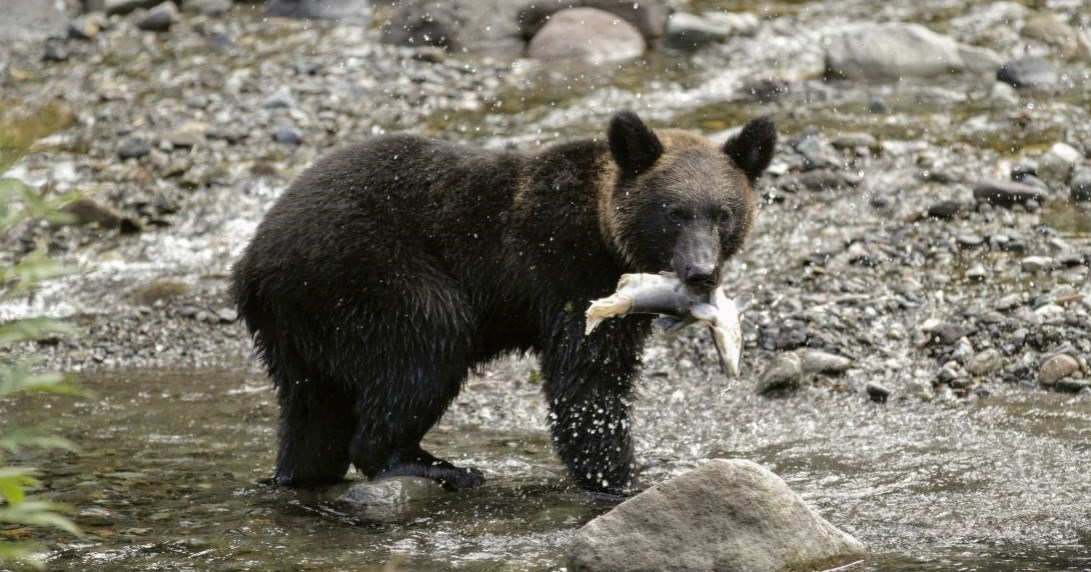Zbog zagađenja vode lijekovima lososi brže plivaju, ali se manje boje predatora