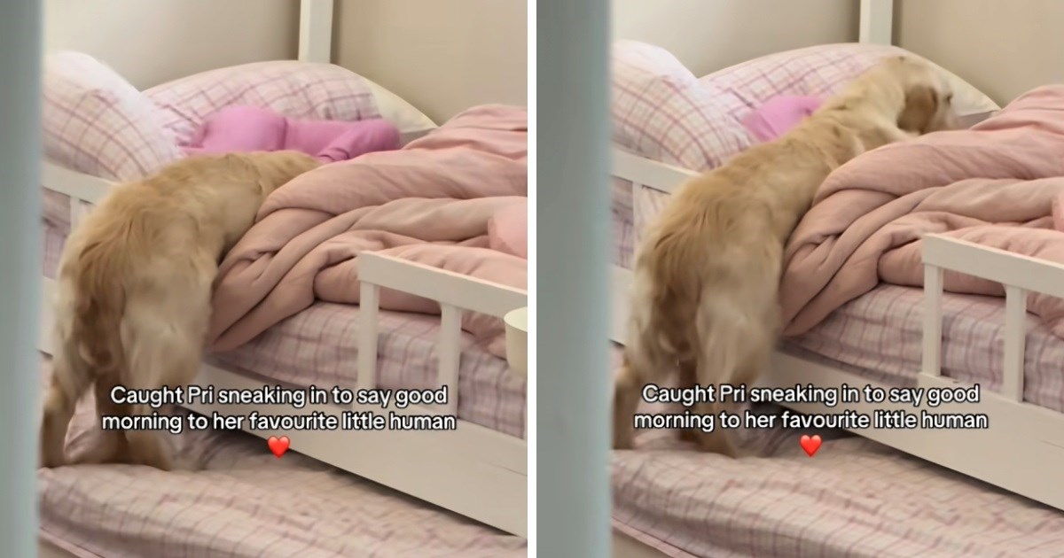 Retriverica se ušuljala u sobu kako bi probudila svoju omiljenu djevojčicu