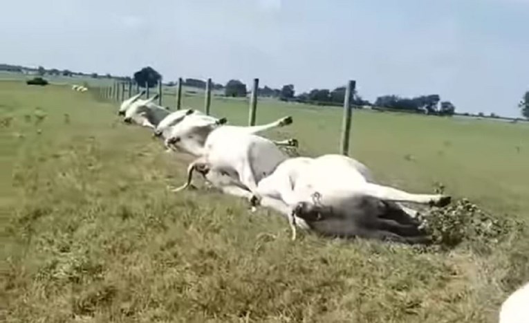 Išao provjeriti krave na farmi, dočekala ga jeziva scena kakvu nikad nije vidio