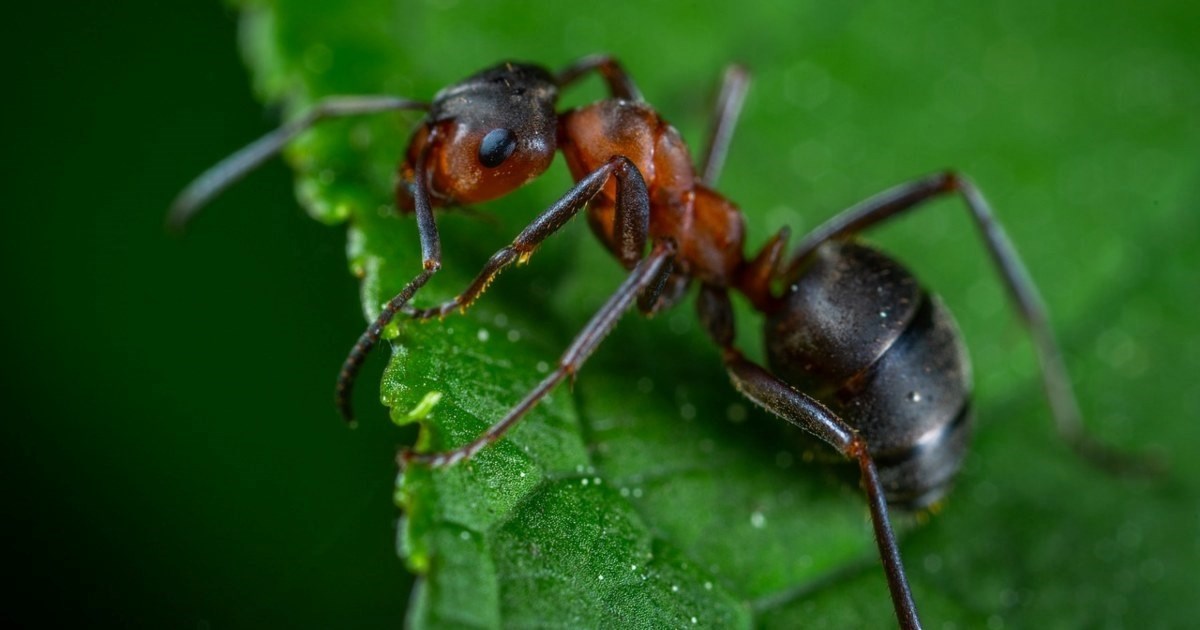 Studija mrava s Fidžija potvrdila alarmantan pad broja insekata