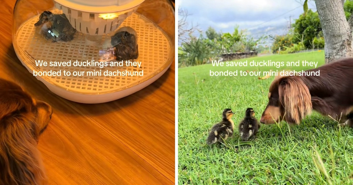 Jazavčarka postala "mama" spašenim pačićima i osvojila internet