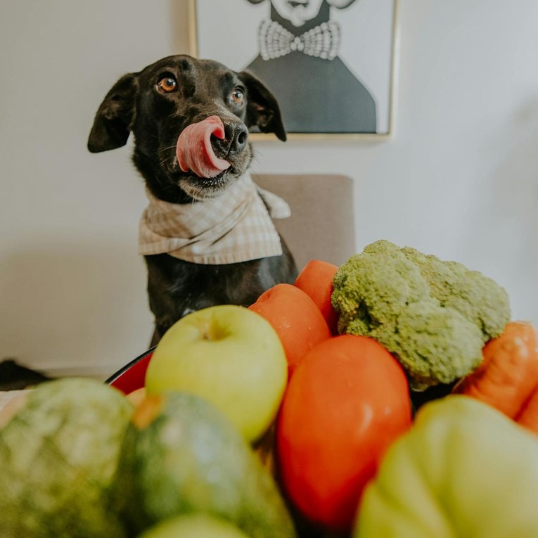 Pet poslastica koje smijemo podijeliti sa psima