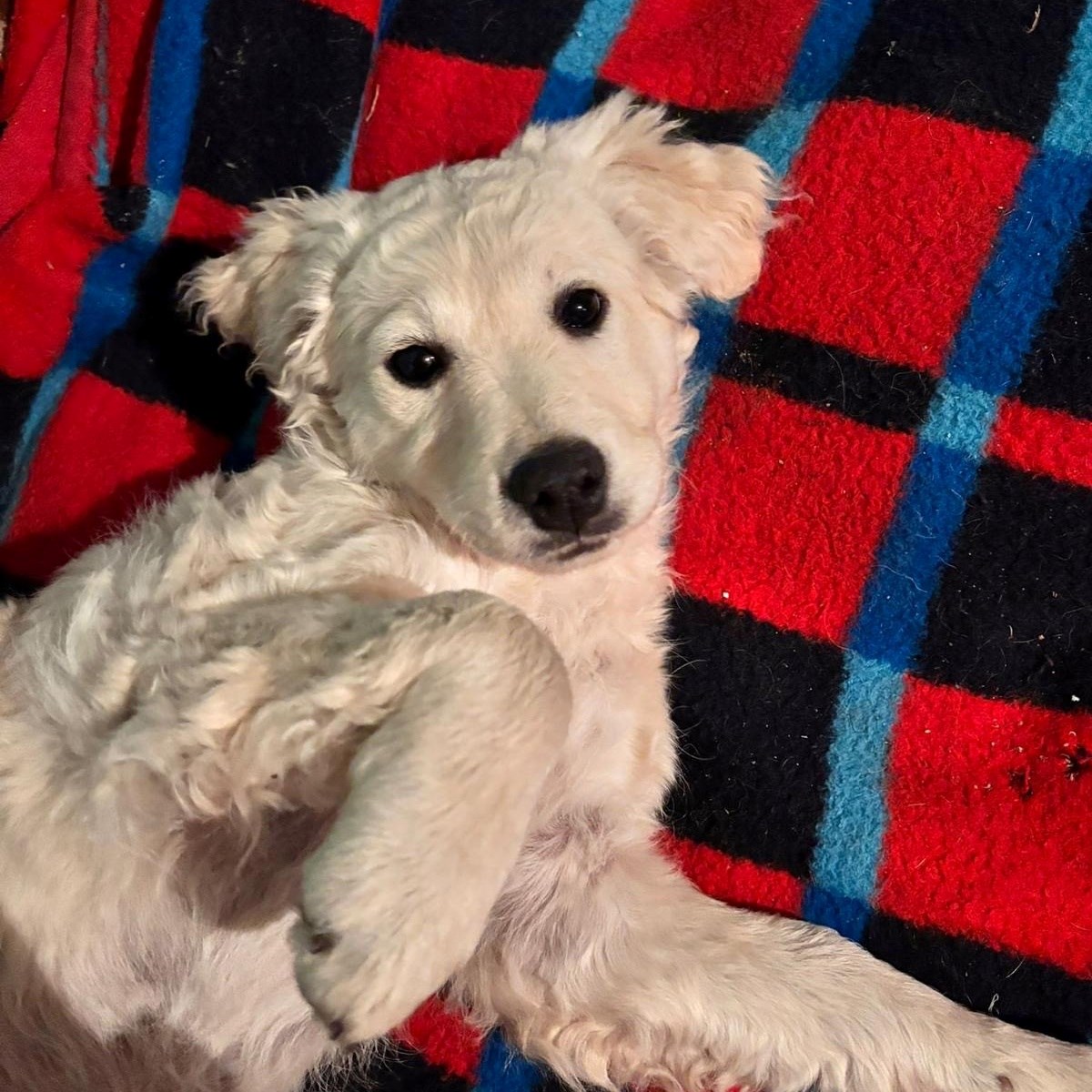 Malena Anika ostavljena je da umre, spasili su je dobri ljudi i sad traži dom