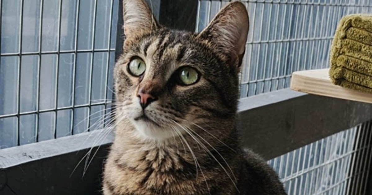 Skromna i nježna Lucy traži dom pun ljubavi i pažnje, pomozimo joj