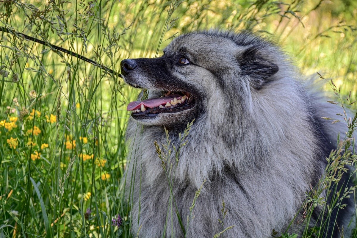 Odan, razigran, društven... Keeshond je sve popularniji obiteljski pas