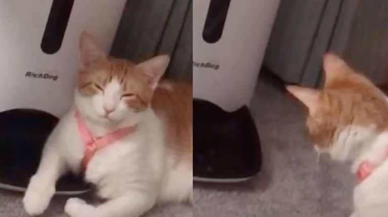 Reakcija mačke na hranu koja izlazi iz automatskog aparata nasmijala je internet