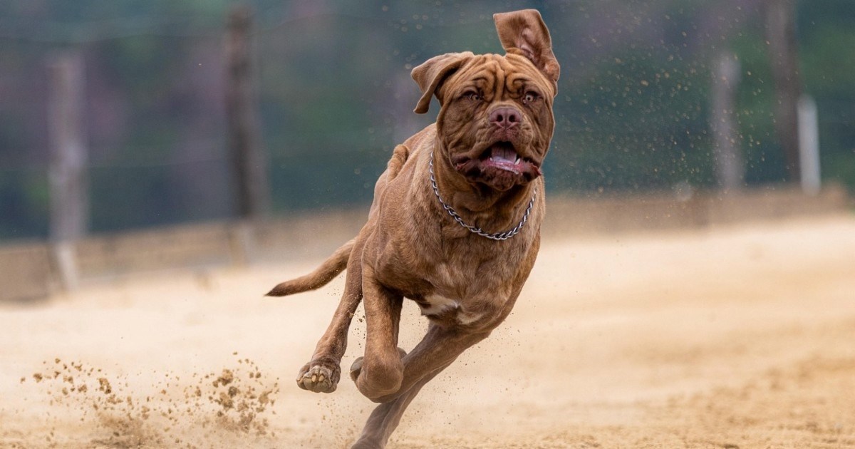 Bihevioristica otkrila koje pasmine pasa trebaju najduže šetnje i puno tjelovježbe
