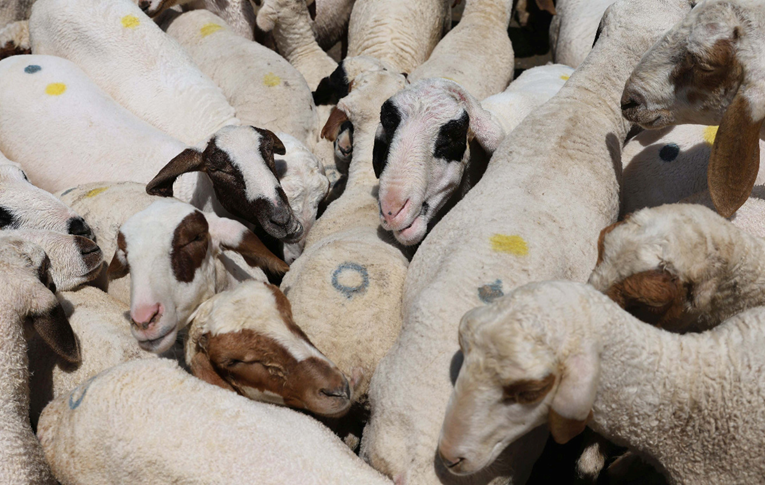 Ovca s izmijenjenim genom mogla bi promijeniti proizvodnju mesa u Indiji