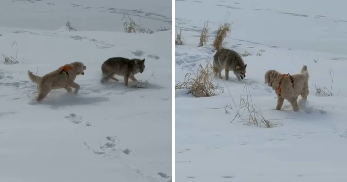VIDEO Kojot se prikrao psima u parku, reakcija hrabrog ljubimca iznenadila vlasnike